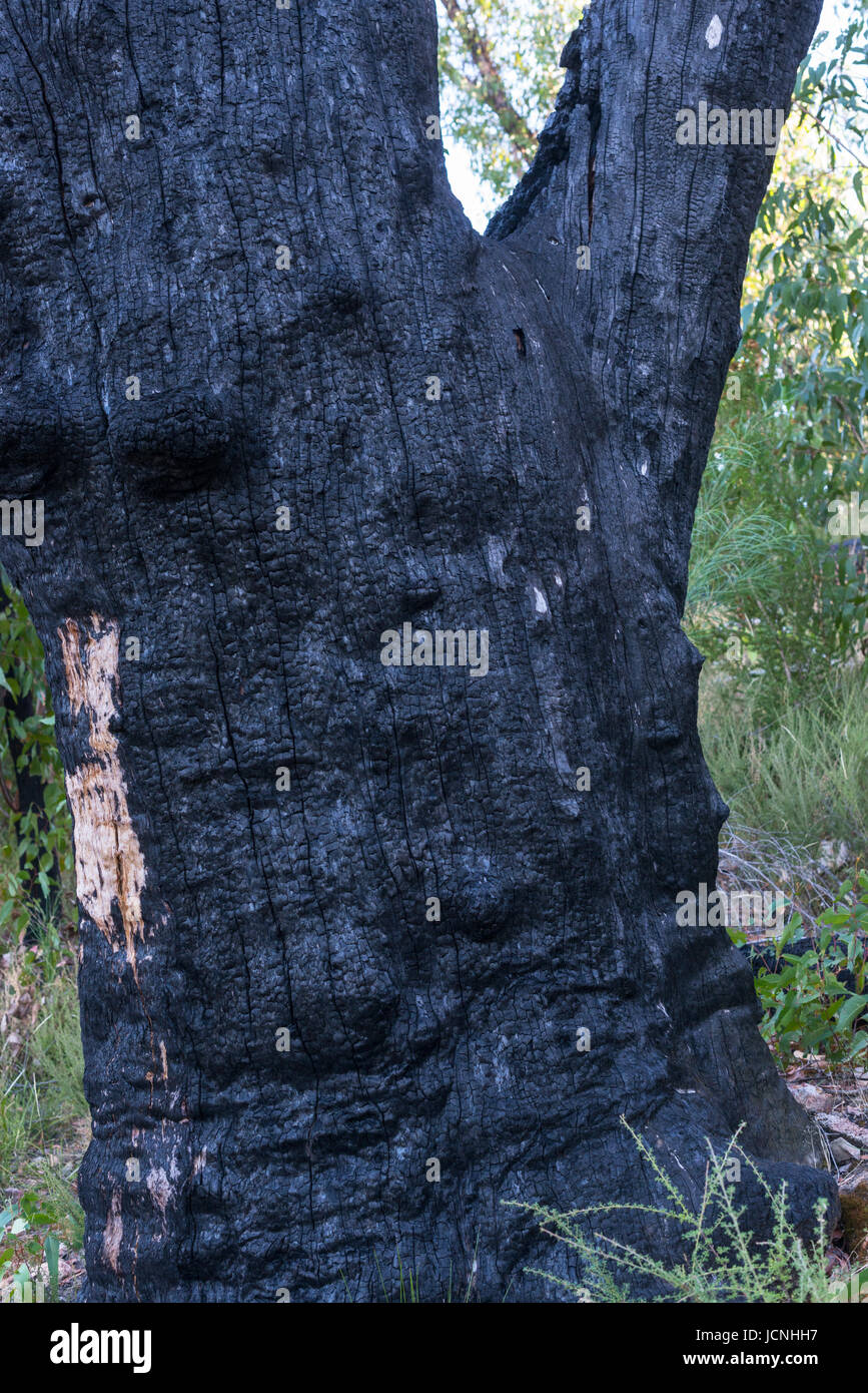 eucalyptus tree burnt from bush fire. Grampians National park, South Australia. Stock Photo