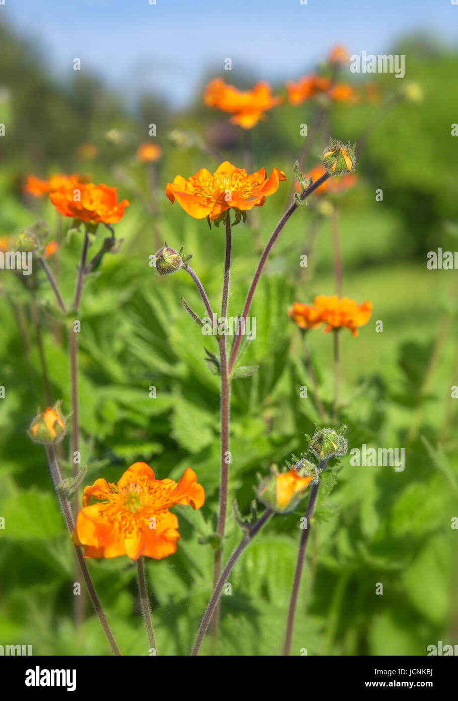 Small bright red orange flowers in the sunlight. Spring summer nature background. Stock Photo