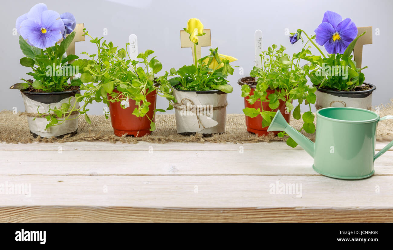 Viola and lobelia, Gardening concept with watering can Stock Photo Alamy
