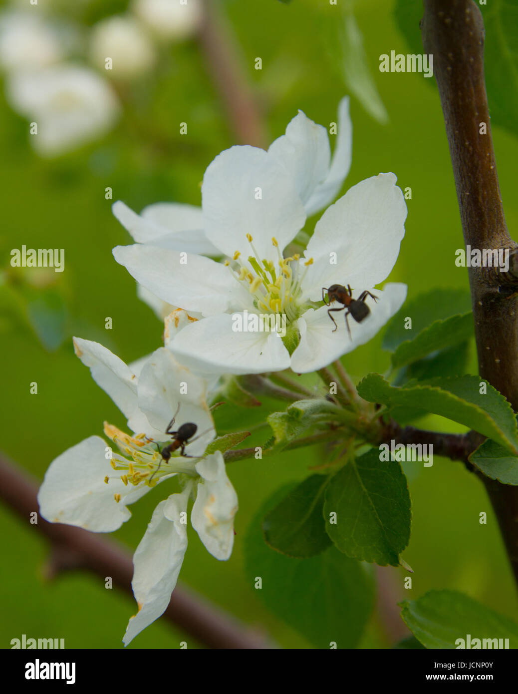 branch of blooming Apple tree with ants Stock Photo Alamy