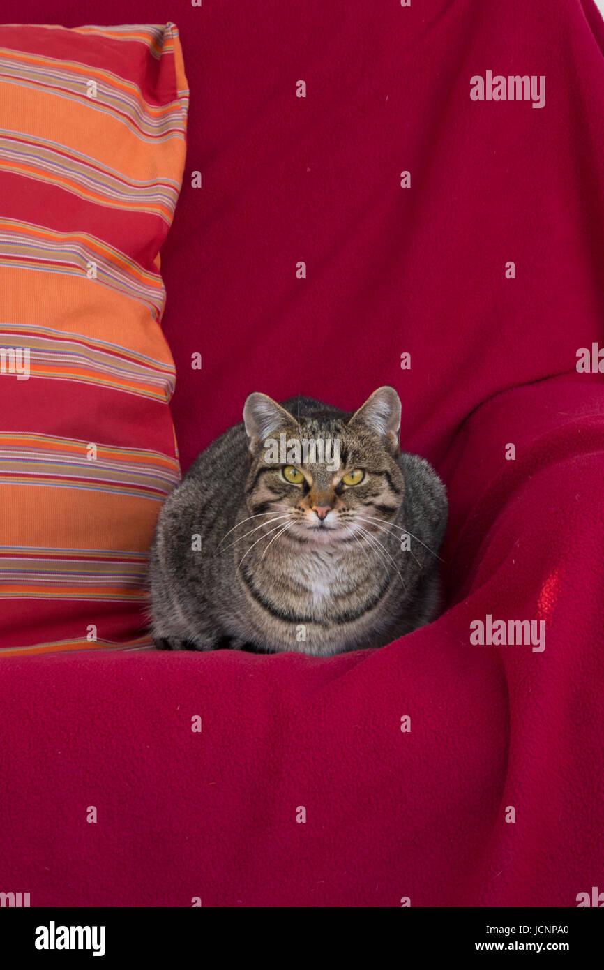 cat resting on couch Stock Photo