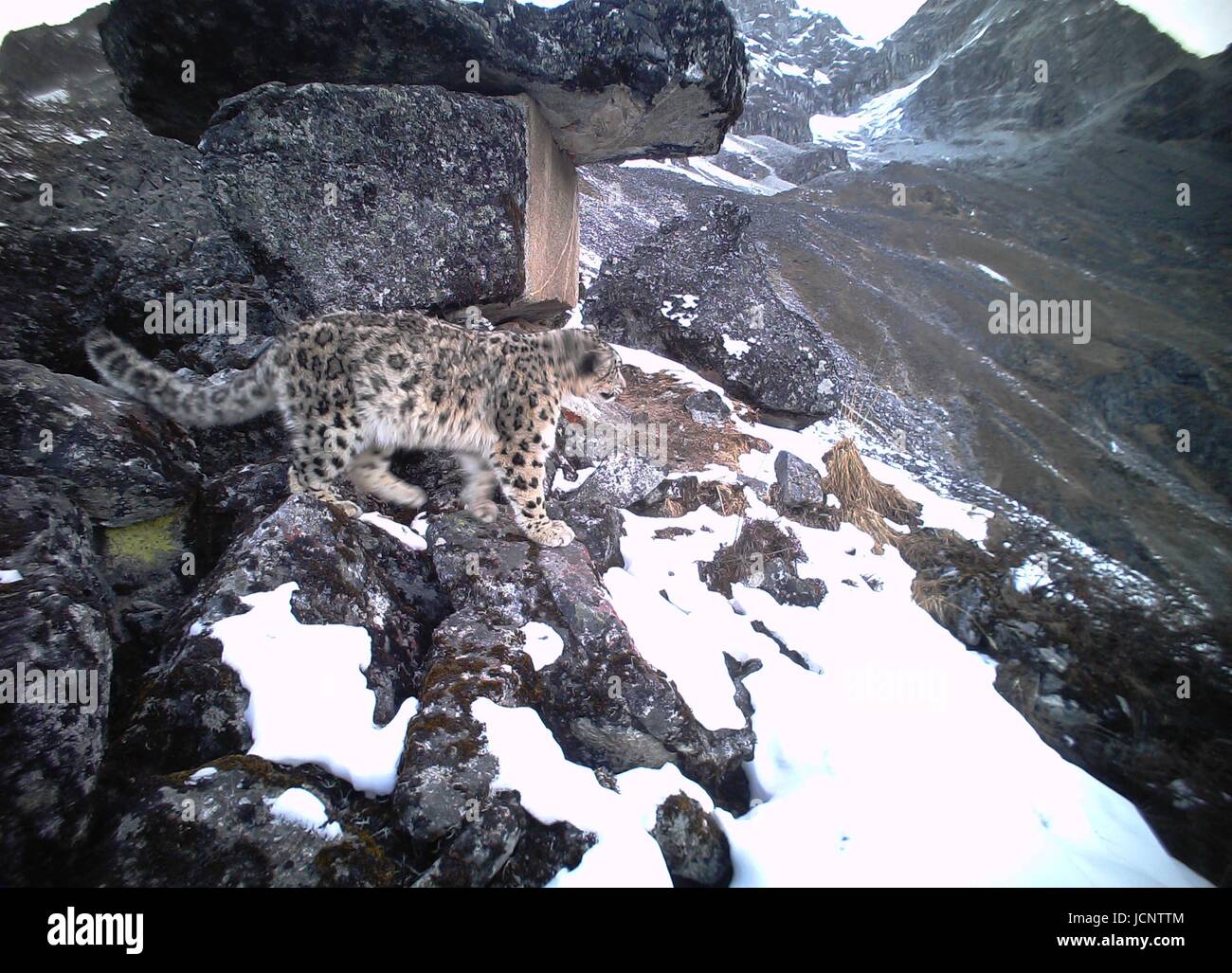 Chengdu. 16th June, 2017. A snow leopard is captured by infrared camera on Dec. 30, 2016 in Wolong National Nature Reserve, southwest China's Sichuan Province. There are more than 9 snow leopards in the reserve according to the latest data. Credit: Xinhua/Alamy Live News Stock Photo