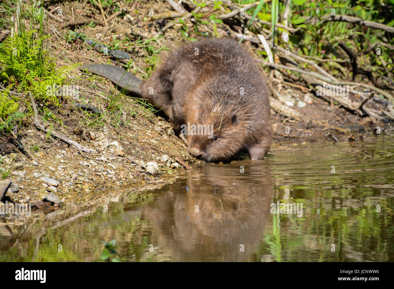 Ladock, Cornwall, UK. 16th June, 2017. Beavers reintroduced after 400