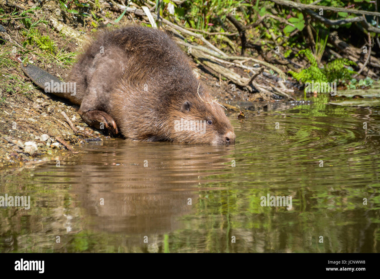 Ladock, Cornwall, UK. 16th June, 2017. Beavers reintroduced after 400
