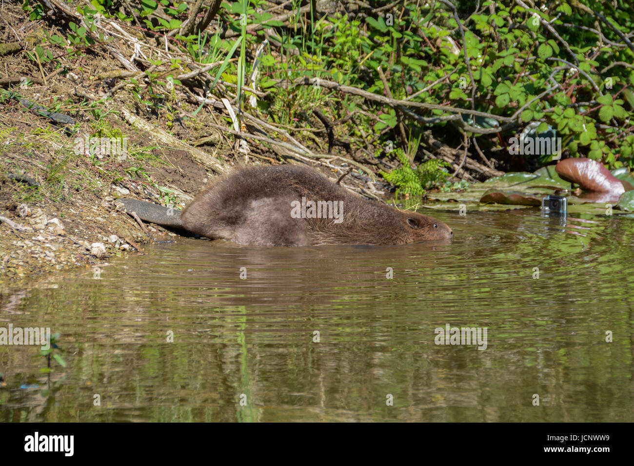 Ladock, Cornwall, UK. 16th June, 2017. Beavers reintroduced after 400