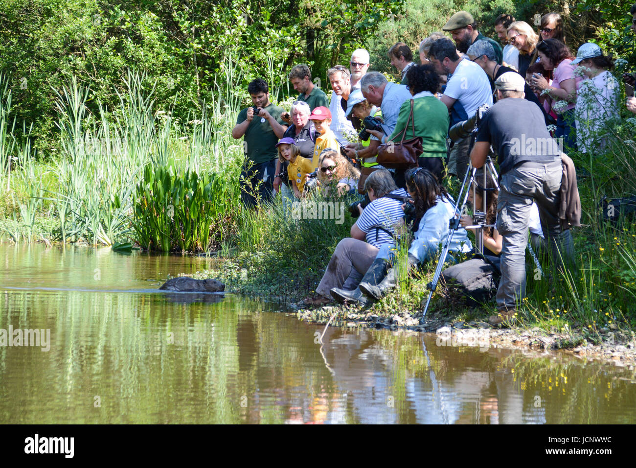 Ladock, Cornwall, UK. 16th June, 2017. Beavers reintroduced after 400 ...
