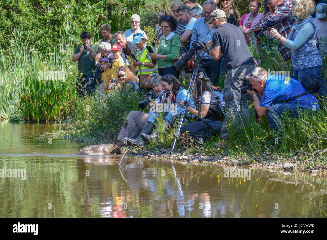 Ladock, Cornwall, UK. 16th June, 2017. Beavers reintroduced after 400