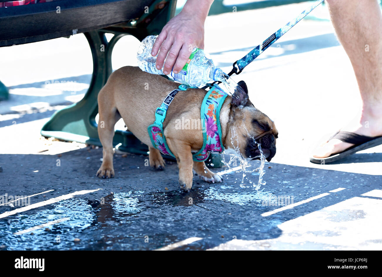 how to cool a dog down