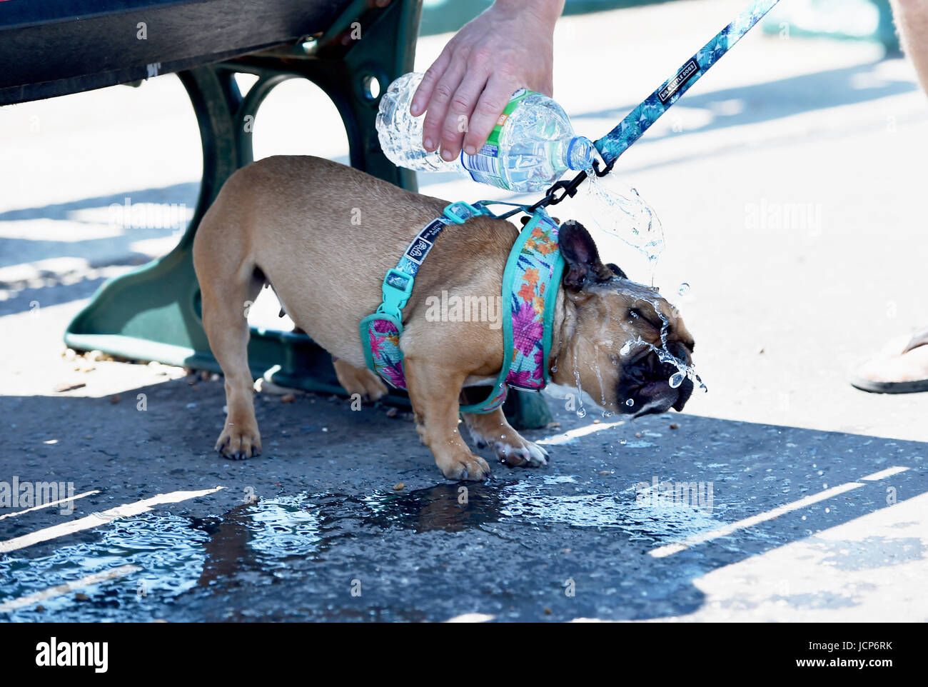 Brighton UK 17th June 2017 - This hot dog gets a cooling shower of water on Brighton seafront as hot weather sweeps across Britain this weekend with temperatures reaching the high 20s celsius Photograph taken by Simon Dack Stock Photo