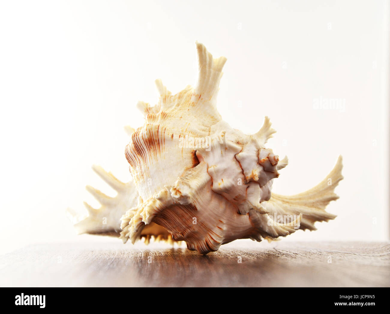 Close up view of beatiful white seashell isolated on white background ...