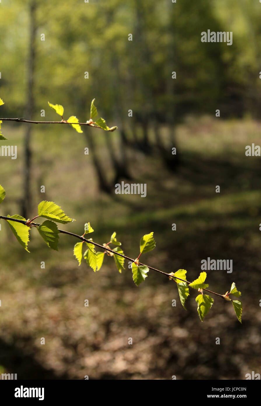 Young birch foliage in a spring grove in a sunny day Stock Photo