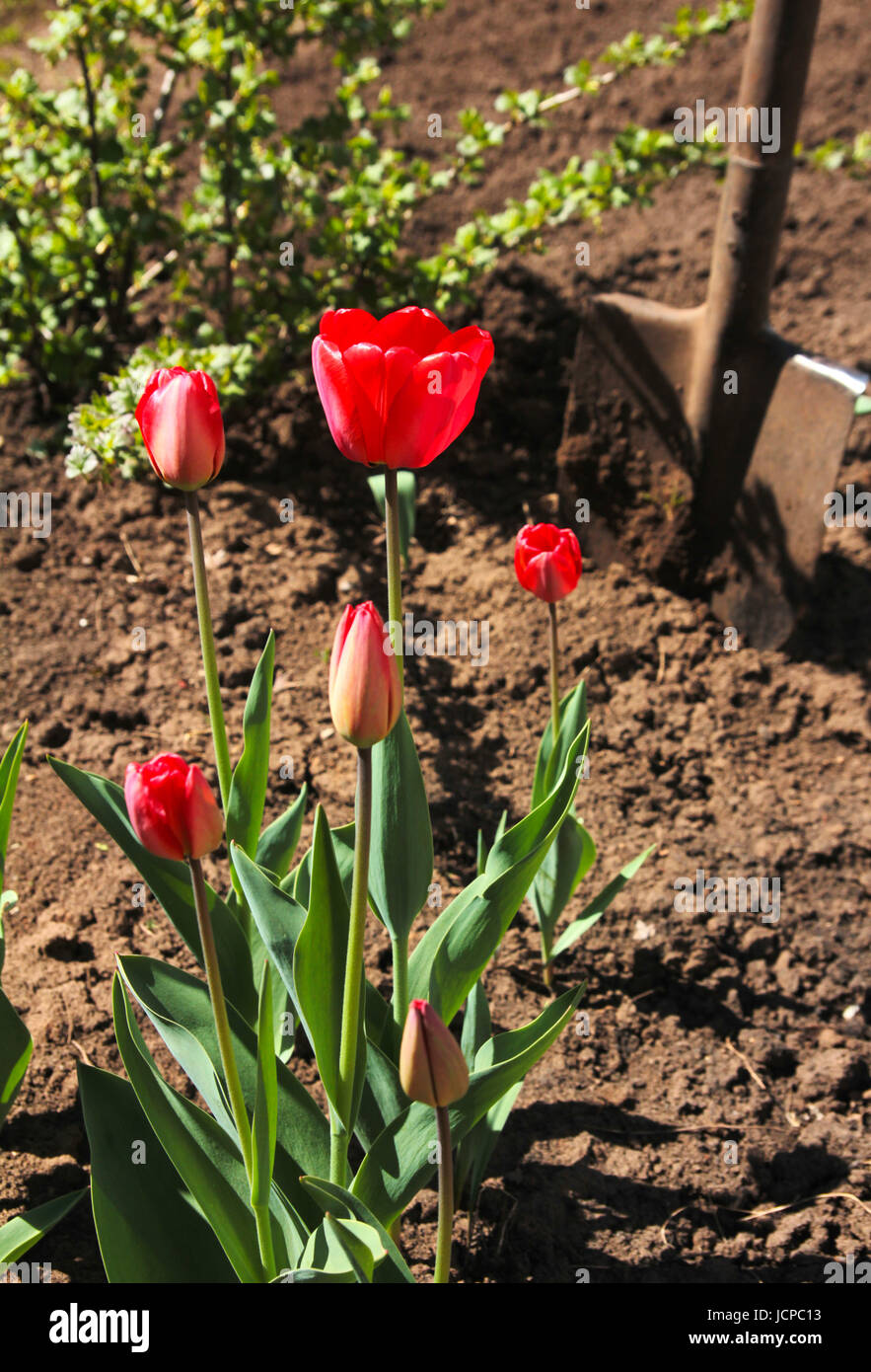 Tulips in a spring garden with a shovel in a dug ground Stock Photo