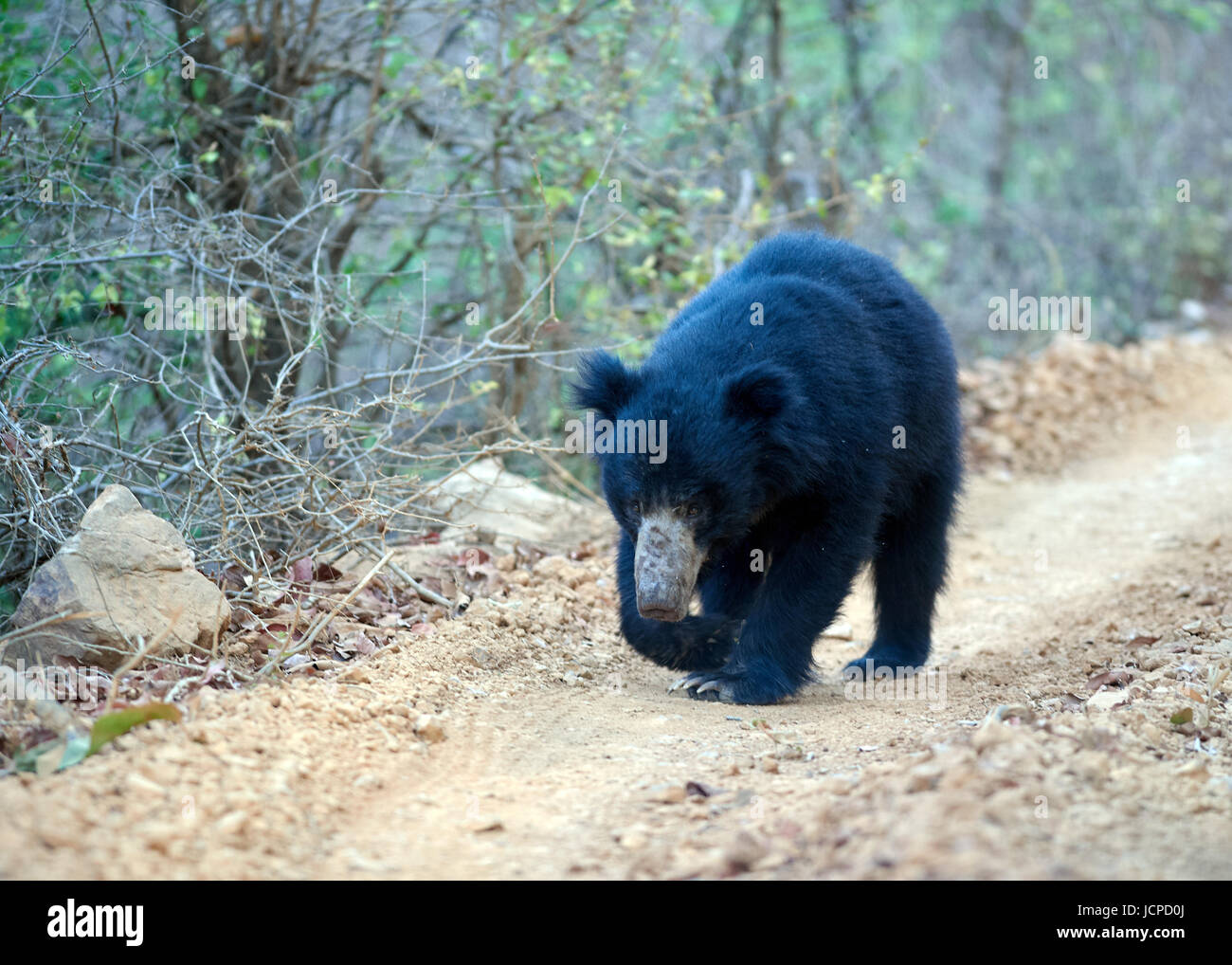 Sloth bear walking down a dirt track Stock Photo - Alamy