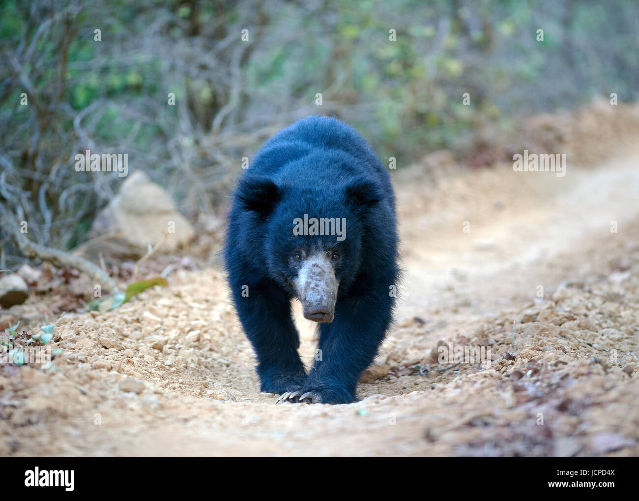 Sloth bear walking down a dirt track Stock Photo - Alamy