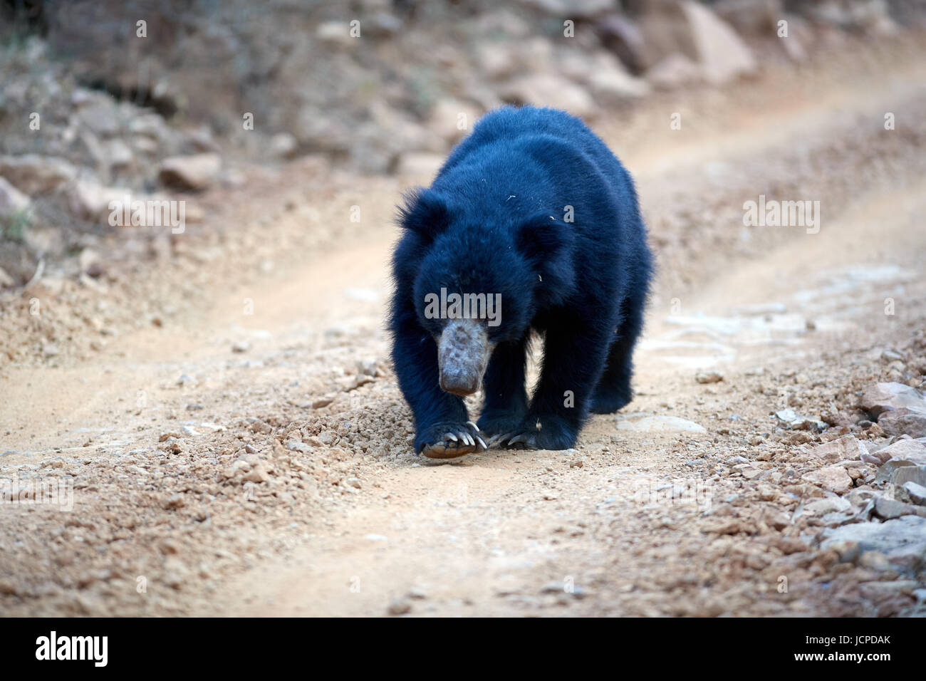 Prey of sloth hires stock photography and images Alamy