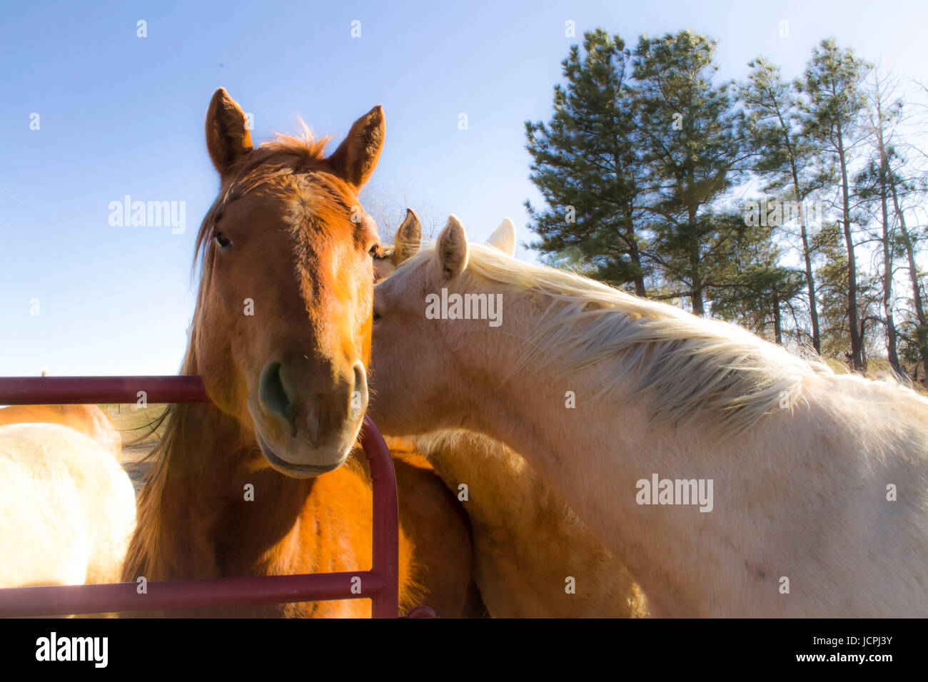 Horses on a Colorado Ranch Stock Photo