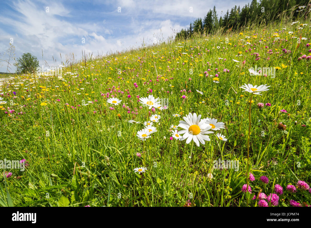 A meadow full of flowers blooming. A gravel road leads to the horizon. Mountains are visible in the background Stock Photo