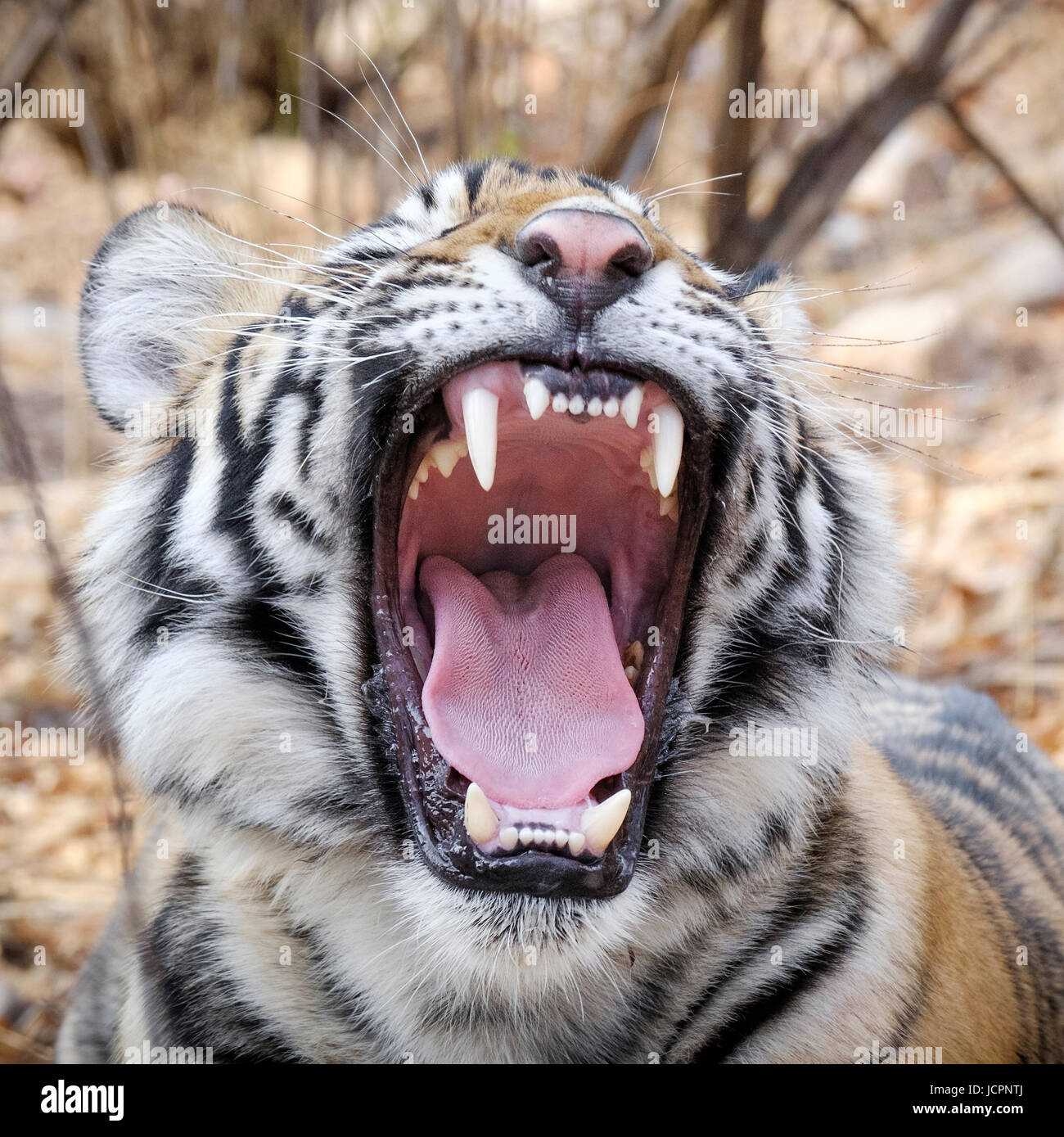 Bengal tiger, (Panthera tigris tigris), portrait closeup of endangered species,  Sawai Madhopur Rajasthan, Ranthambore National Park, Rajasthan, India Stock Photo