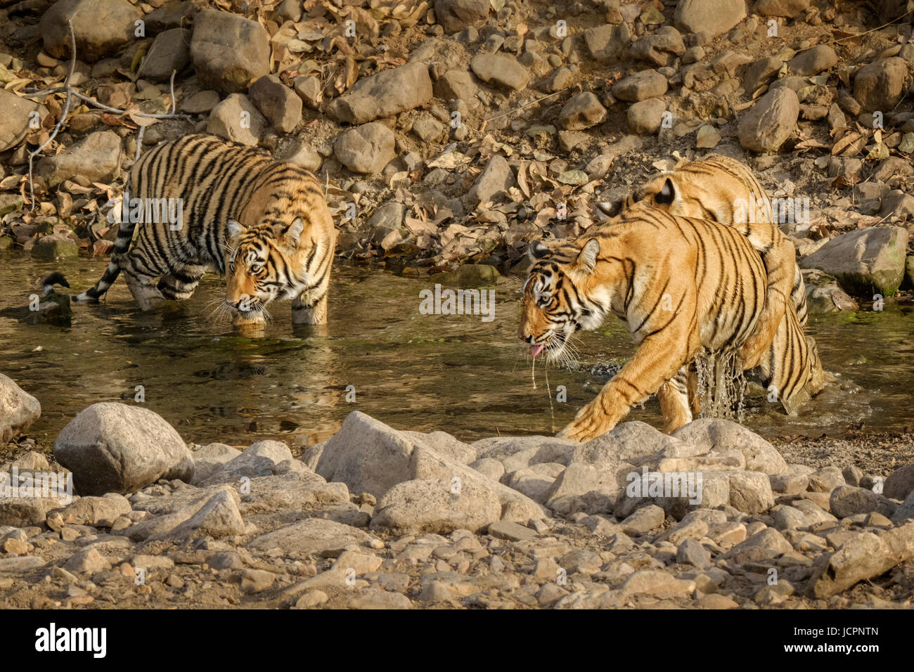Three Bengal tiger, (Panthera tigris tigris) play in the water. Endangered species Ranthambore National Park, Rajasthan, India Stock Photo