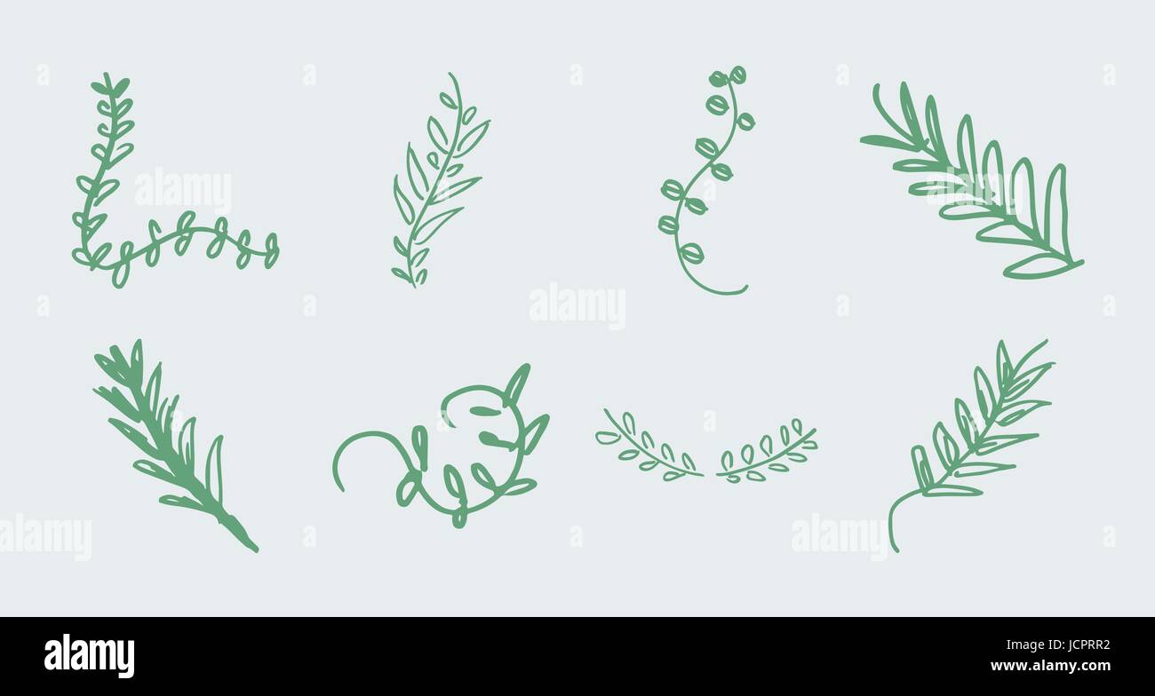 Vector icon of various leaves Stock Vector Image & Art - Alamy