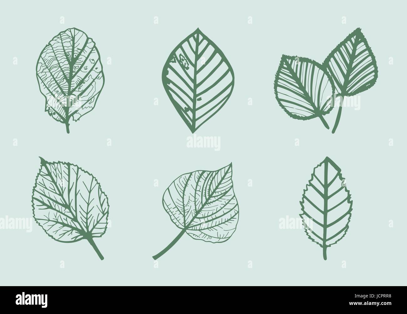 Vector icon of various leaves Stock Vector Image & Art - Alamy