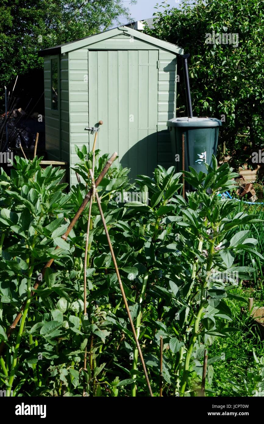 Broad Beans Growing on an Allotment Plot by a Light Blue Shed. Exeter, Devon, UK. June, 2017