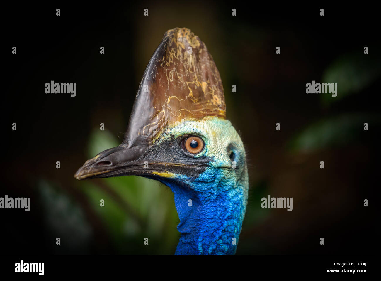 Portrait of Southern cassowary (Casuarius casuarius). Cassowary is a ratite and therefore related to ostrich, emu, Rhea and Kiwi. Stock Photo
