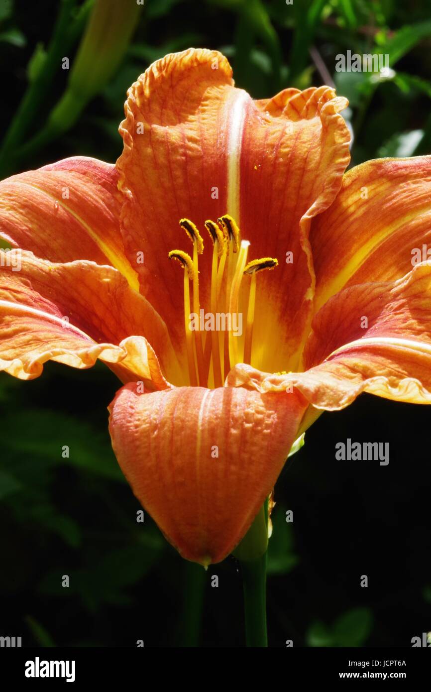Macro Photo of an Orange Lily Flower (Lilium bulbiferum). Exeter, Devon ...