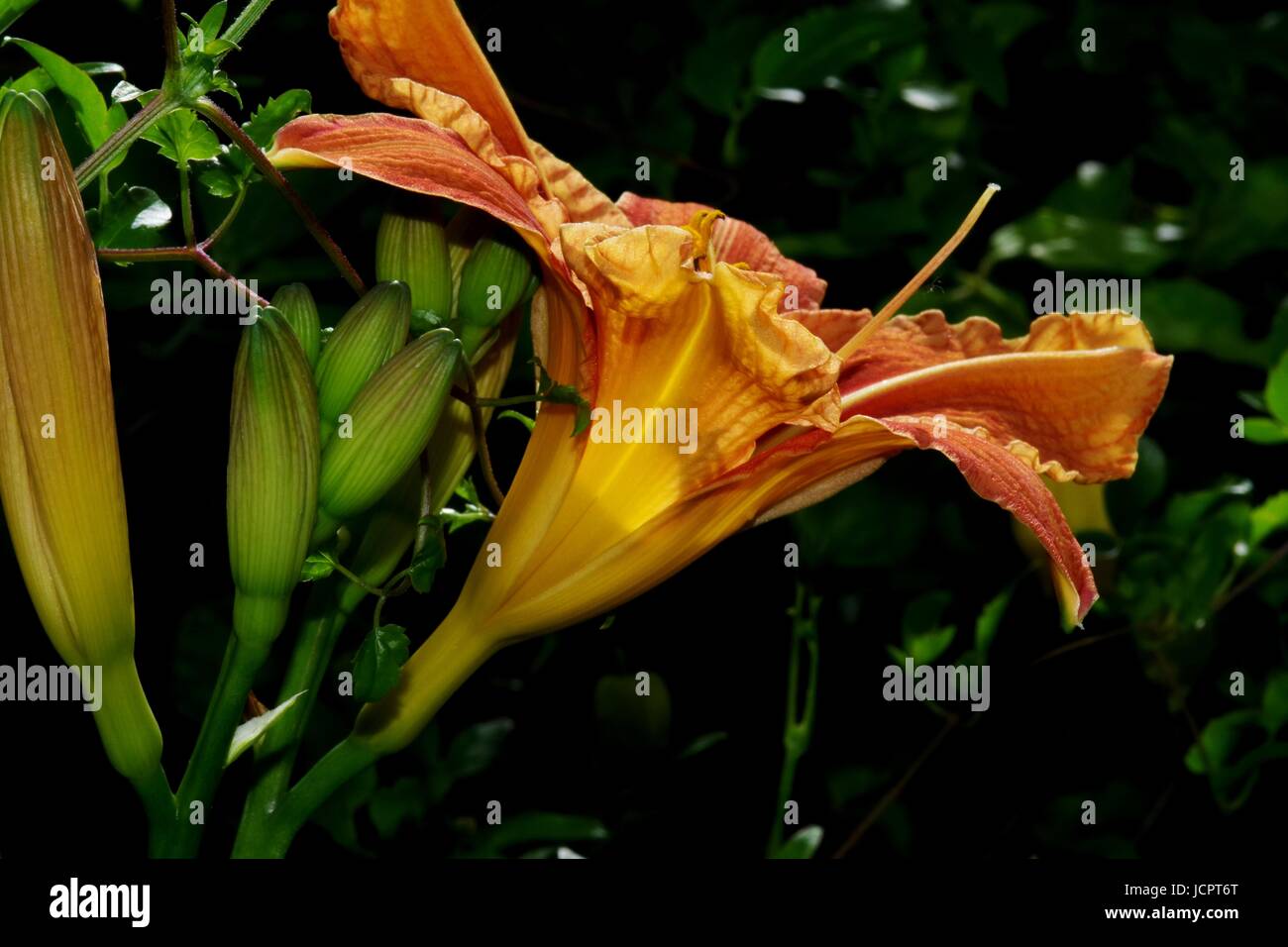 Macro Photo of an Orange Lily Flower (Lilium bulbiferum). Exeter, Devon ...