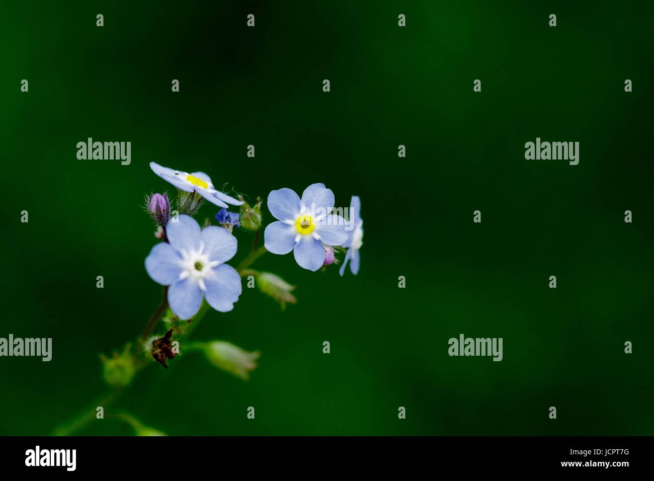 Forget me knot hi-res stock photography and images - Alamy