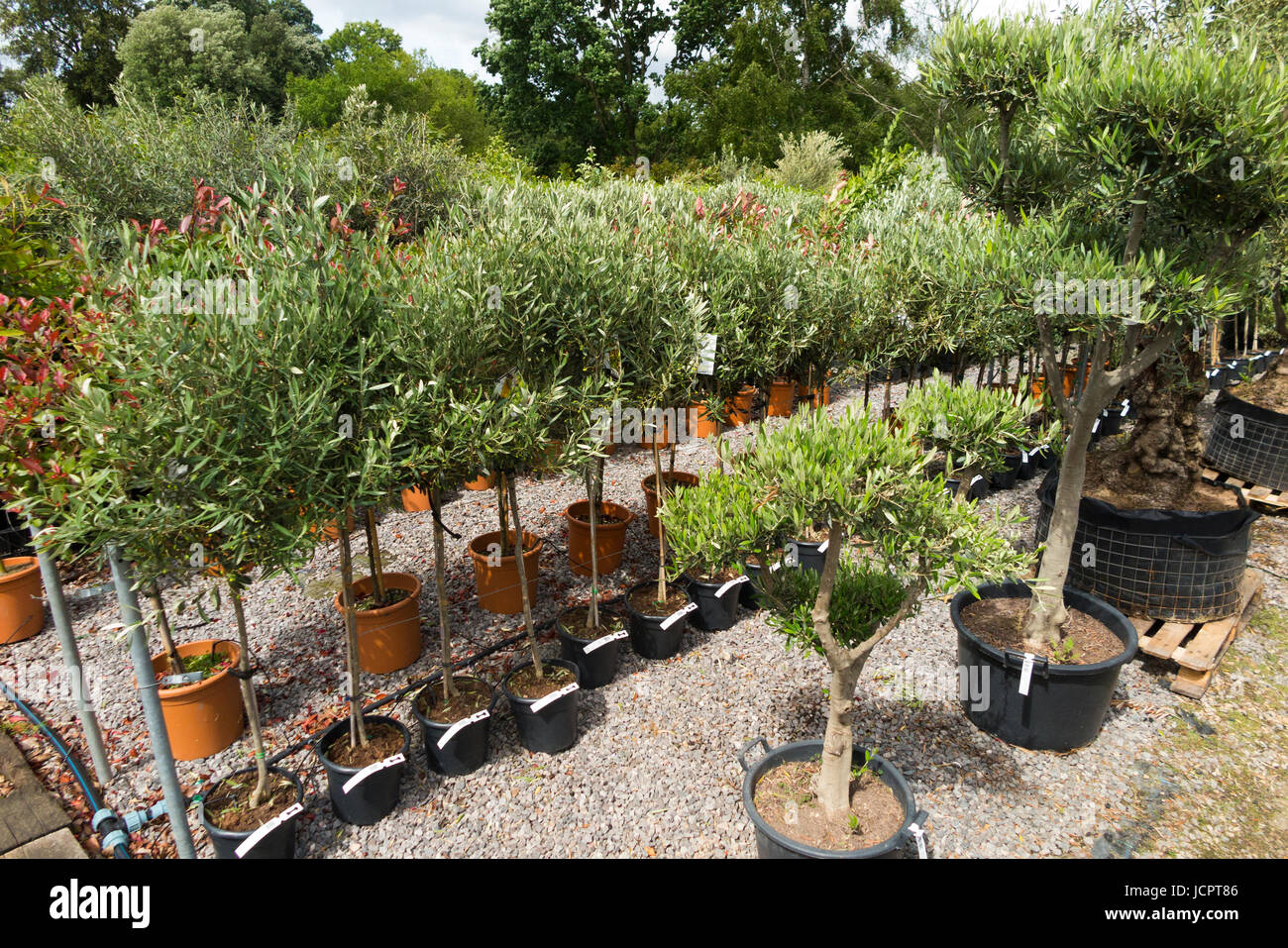 Olive trees / olives / olive plants in pots for sale & displayed / on display at The Palm Centre Olive trees / olives / olive plants in pots for sale & displayed / on display at The Palm Centre