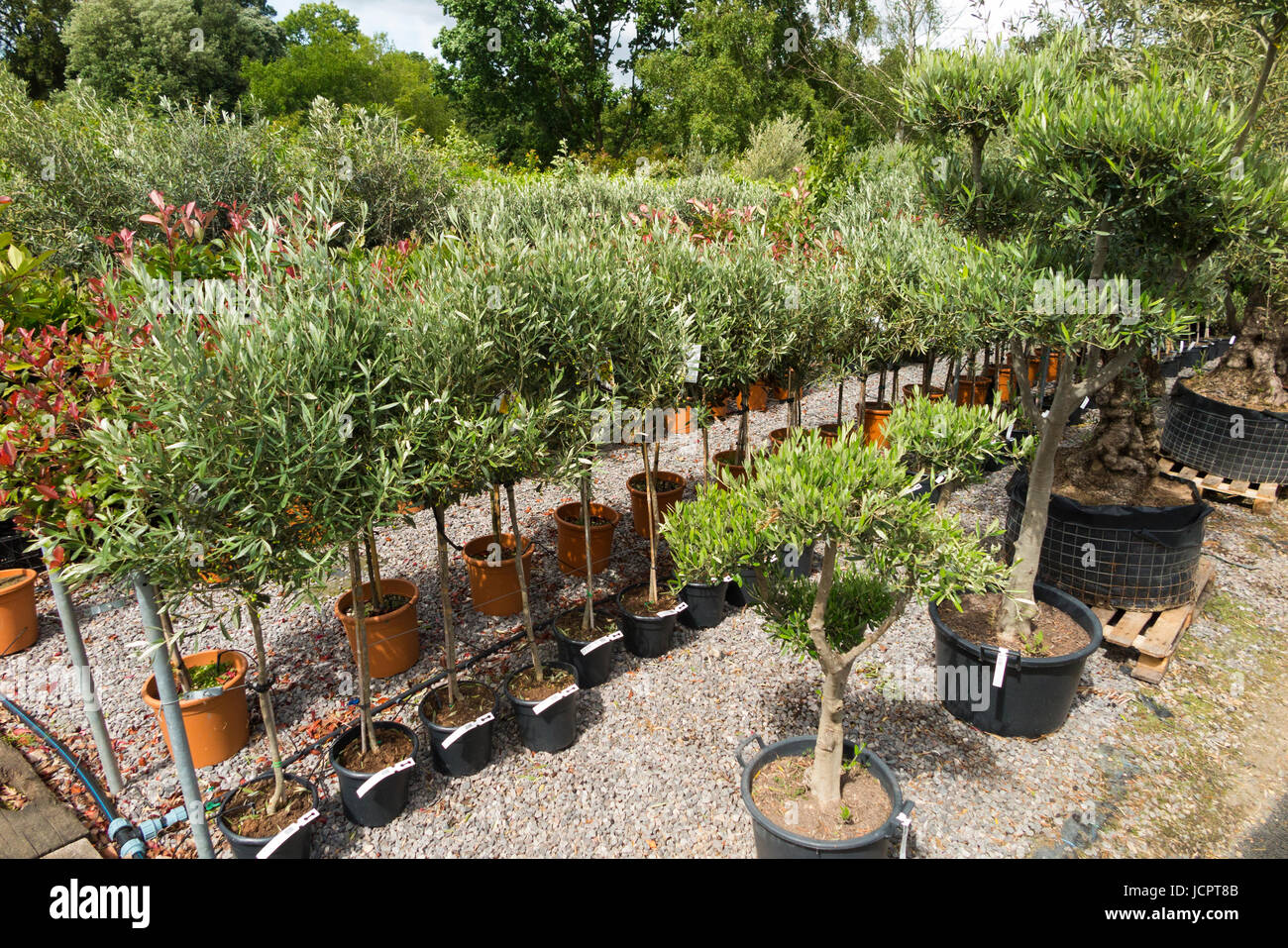 Olive trees / olives / olive plants in pots for sale & displayed / on display at The Palm Centre