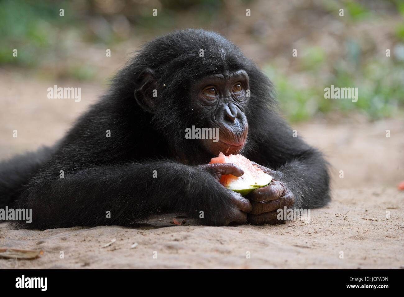 Baby of Bonobo is eating watermelon. Democratic Republic of Congo. Lola ...