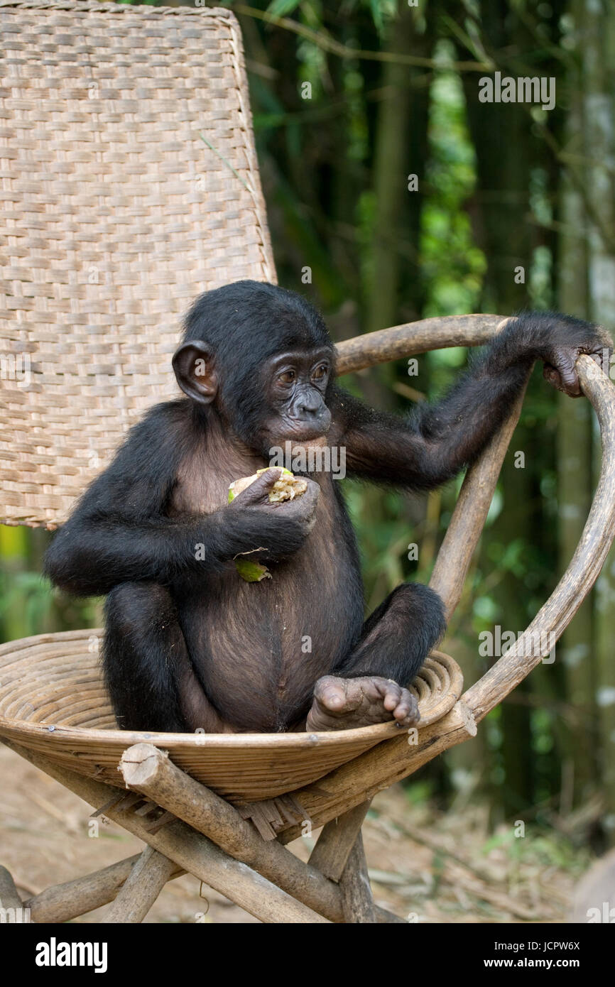 Bonobo sits on a chair. Democratic Republic of Congo. Lola Ya BONOBO