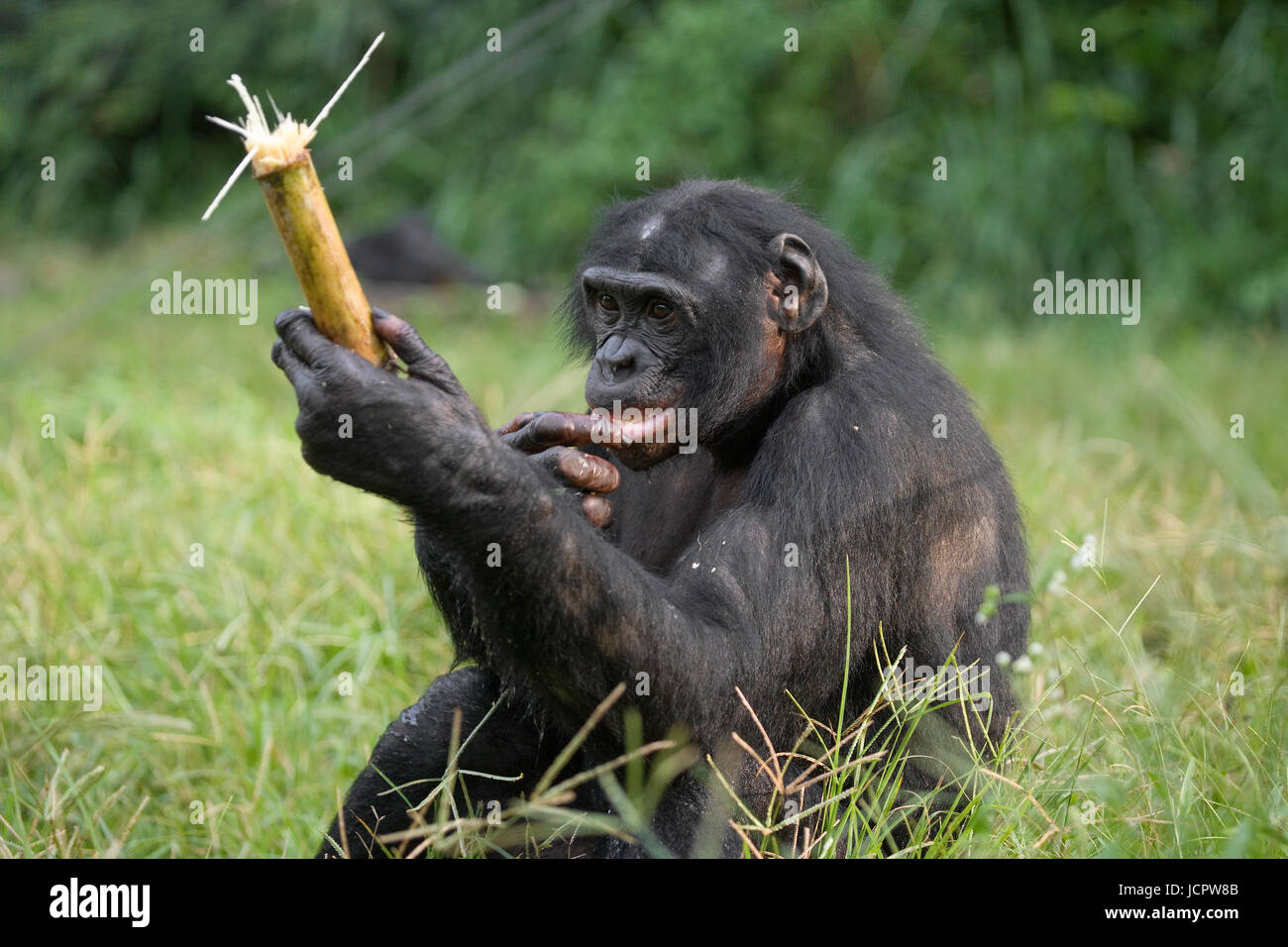 Bonobo (Pan paniscus) is eating bamboo. Democratic Republic of Congo ...