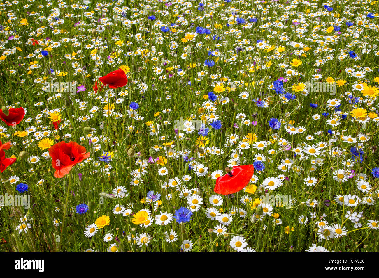 An English wildflower meadow Stock Photo