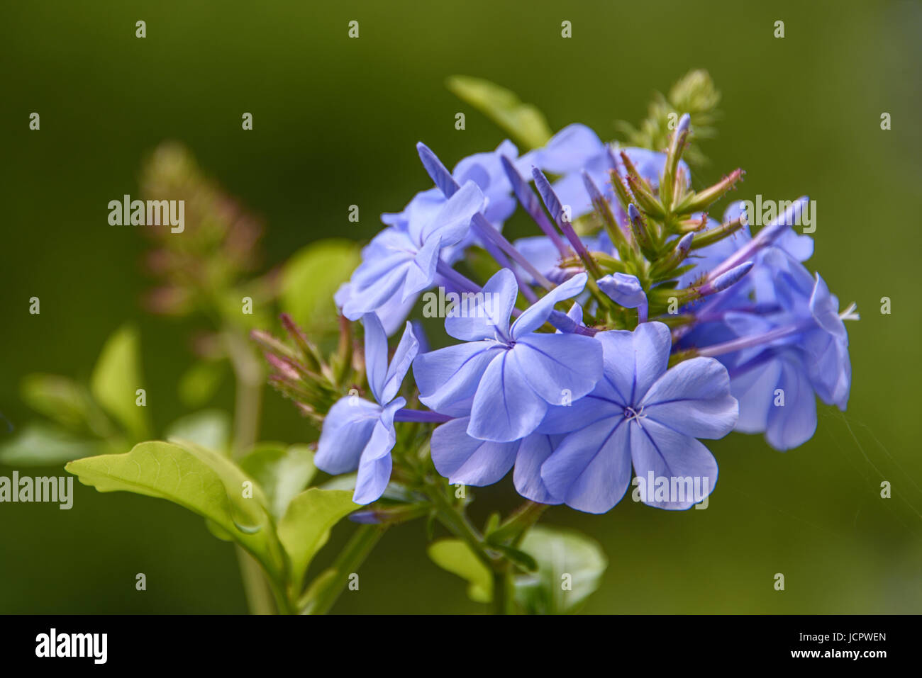 Flowering plant with a blue petals, close up, evergreen shrub Stock Photo