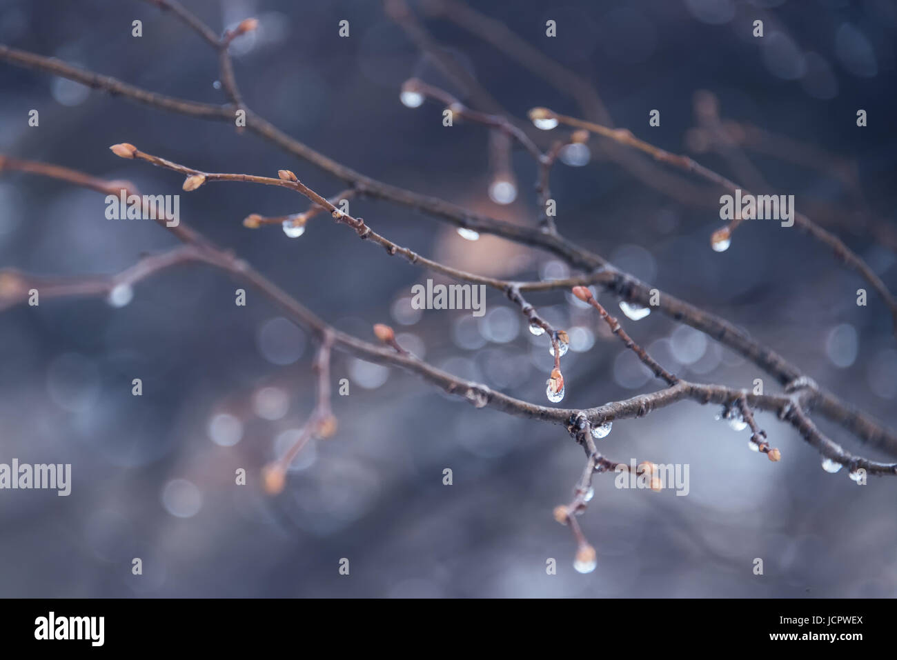 Rain drops on a dark blurry background, beautiful nature wallpaper Stock Photo