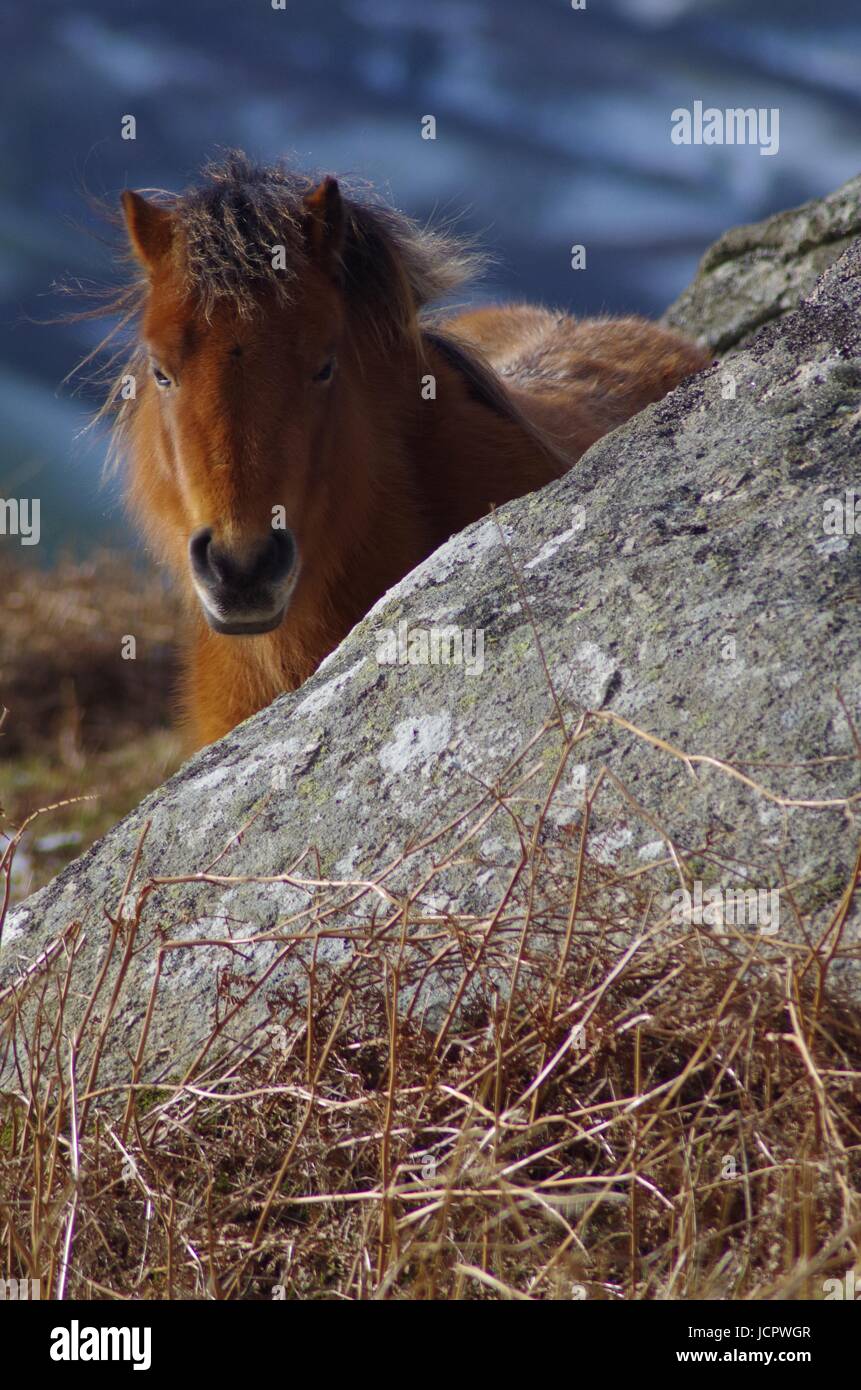Dartmoor Pony Peeking Over a Granite Boulder. With Snow Covered Fields near the Town of