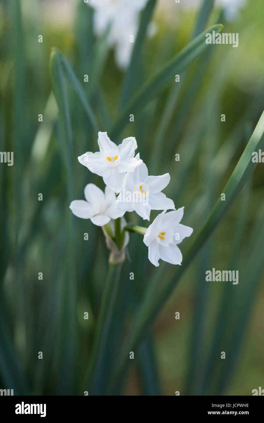 Narcissus Papyraceus. Paperwhite. Paper-white narcissus. Miniature daffodil flowers Stock Photo