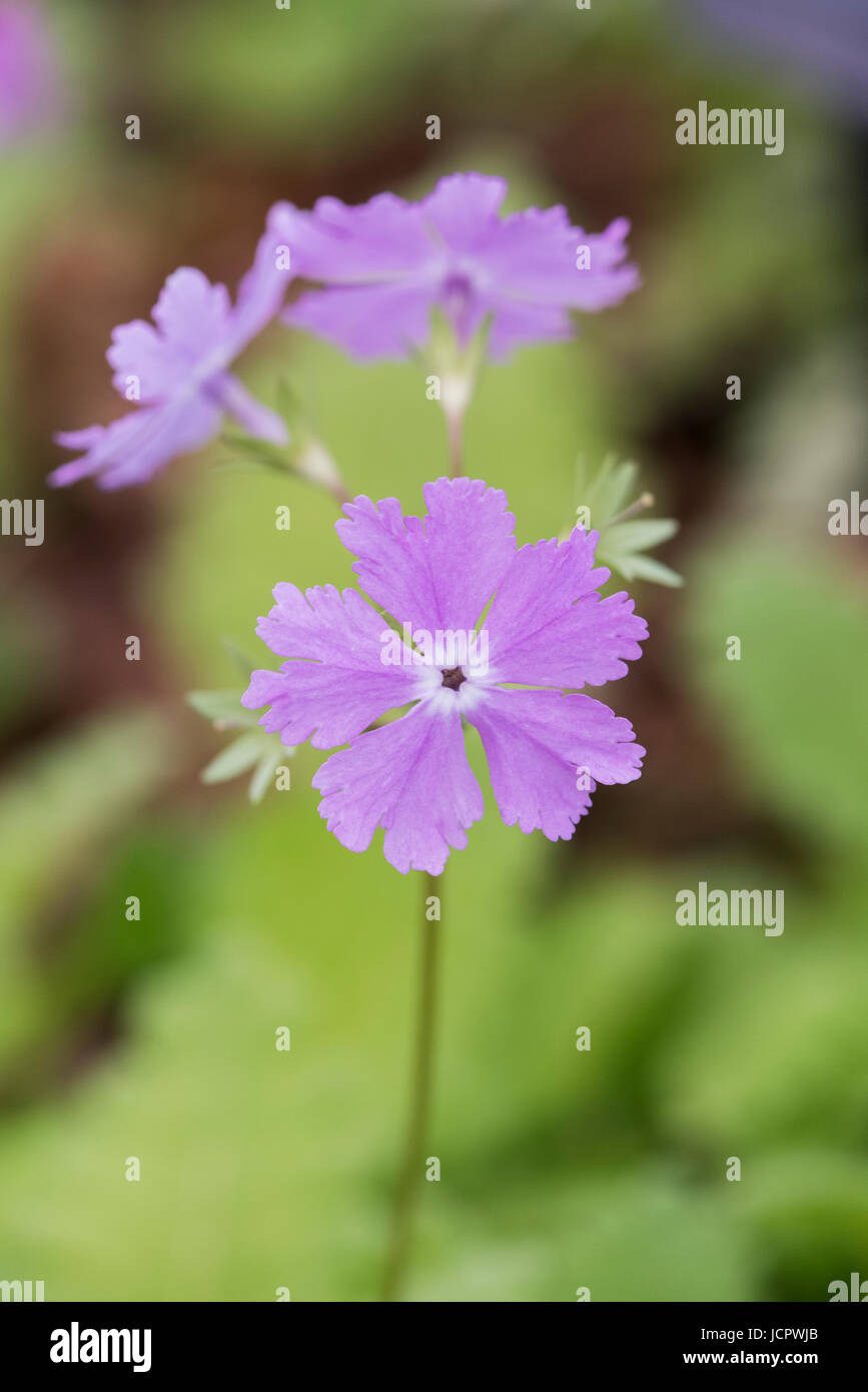 Asiatic Primula. Primula sieboldii 'Molly' Stock Photo