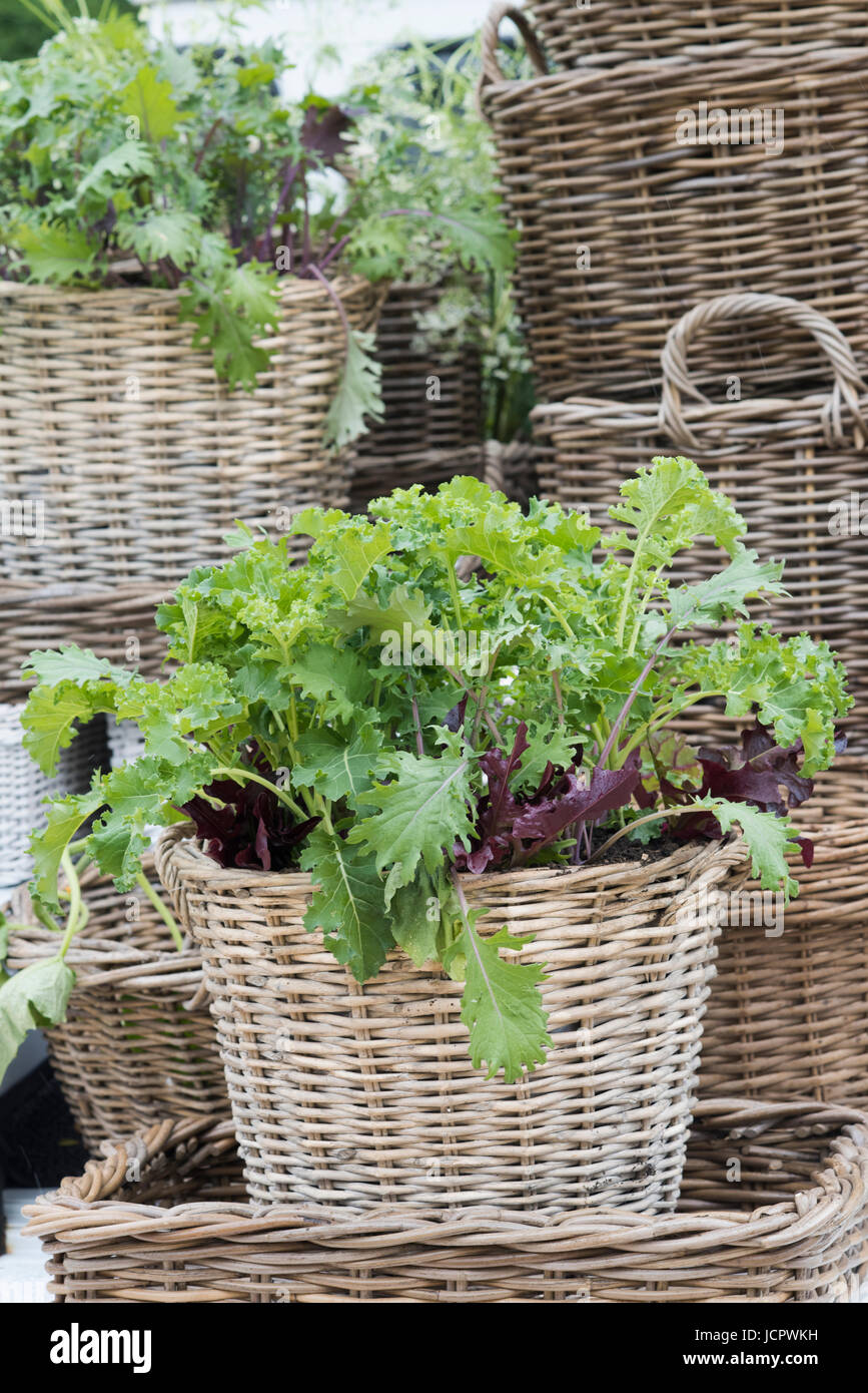 Wicker baskets full of fresh salad plants in the back of a vehicle at a spring show. UK Stock Photo