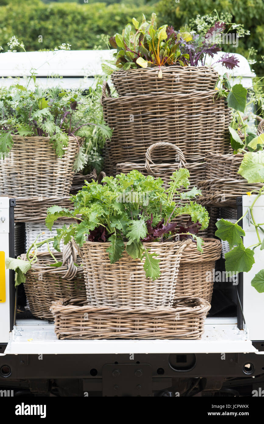 Wicker baskets full of fresh salad plants in the back of a vehicle at a spring show. UK Stock Photo