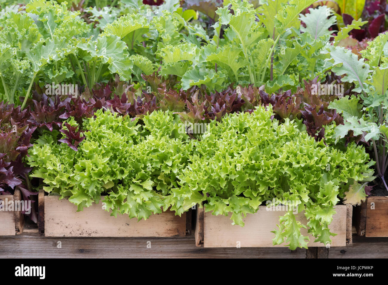 Wooden trays full of fresh salad plants. UK Stock Photo