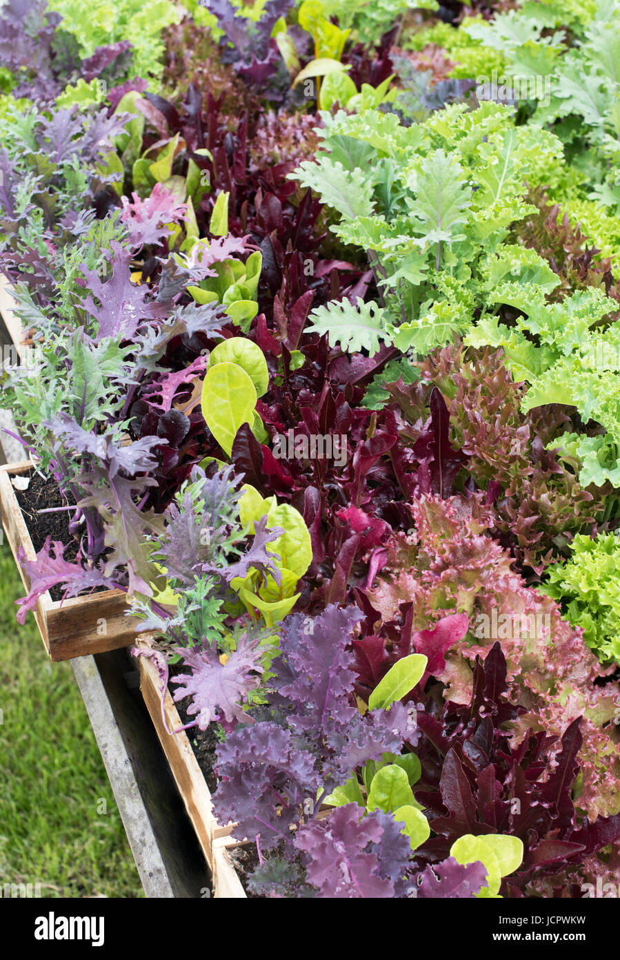Wooden trays of fresh salad plants. UK Stock Photo