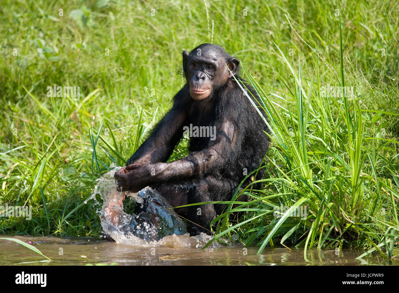 Карликовый шимпанзе 6. Lola ya Bonobo Демократическая Республика Конго. Пан обезьяна. Карликовый шимпанзе 6 букв. Карликовый шимпанзе сканворд.