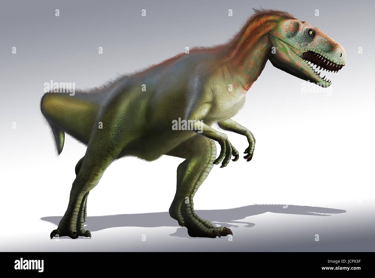 Megalosaurus is genus extinct meat-eating dinosaurs,theropods,from Middle Jurassic period in Earthâ€™s history,166 million years ago.It lived in what is now southern England.The first dinosaur fossil ever found,as long ago as 1676,was probably fragment thigh bone that belonged to Megalosaurus.This animal was medium-sized theropod,6 to 7 m long weighing about one tonne.Modern understanding is that megalosaurus may have been covered in downy feathers,particularly along its back belly. Stock Photo