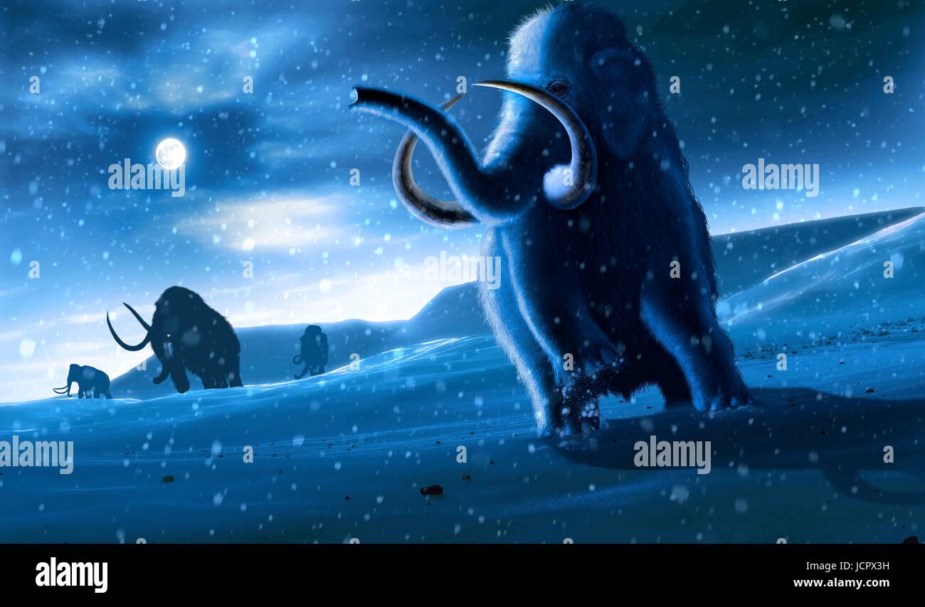 Artwork of the woolly mammoth (Mammuthus primigenius), or tundra mammoth. This animal lived during the Pleistocene epoch and into the early Holocene, and as such coexisted with humans. It was roughly the same size as a modern African elephant. Covered in thick hair, it was well adapted to the cold environment in which it lived - in northern America, Europa and Asia. Stock Photo