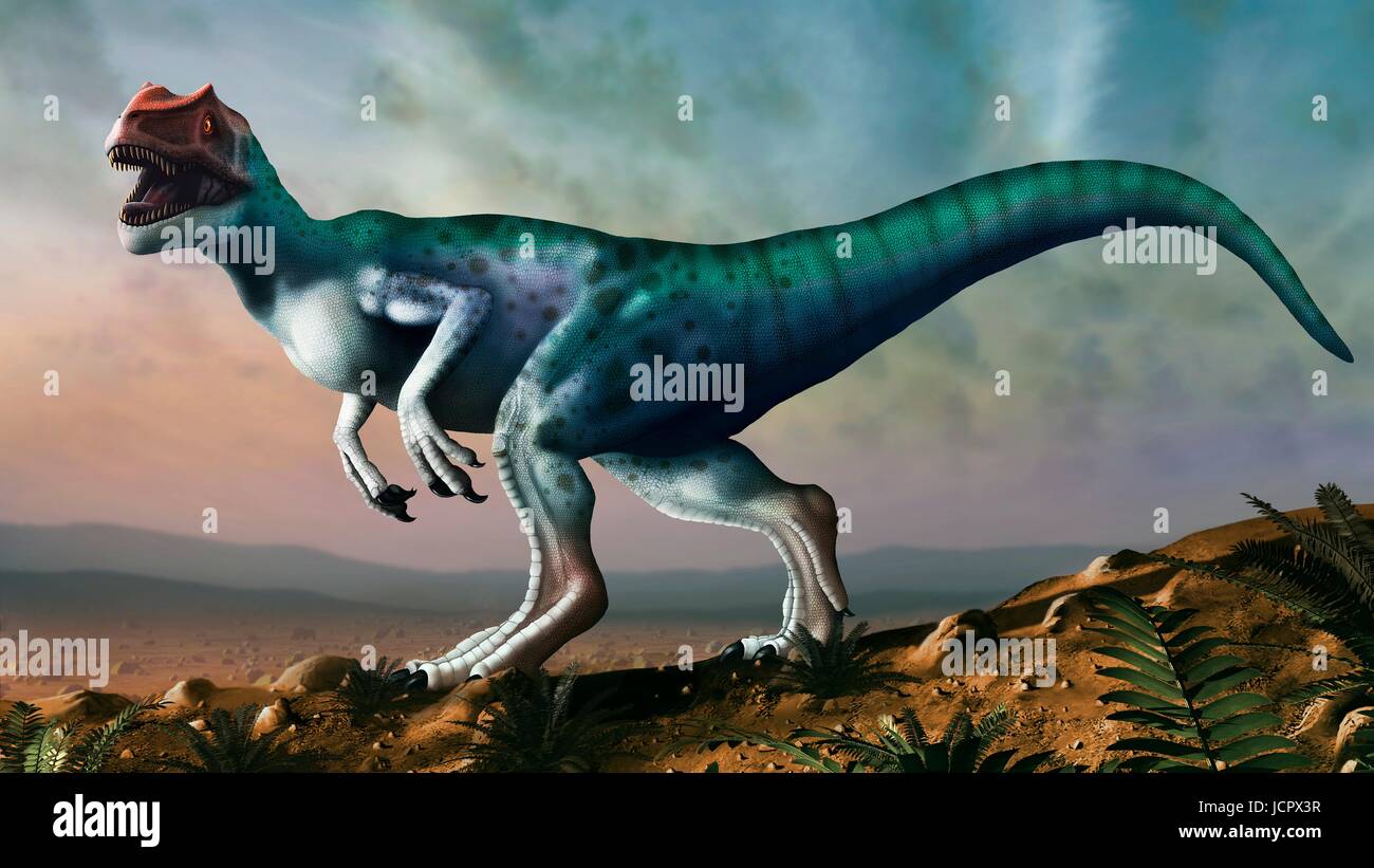 Allosaurus dinosaur, artwork. Allosaurs were large carnivorous theropods that lived during the late Jurassic period (150 to 155 million years ago) in what is now North America. They were bipedal (two-legged) predators that averaged a height of 8.5 metres. They were the apex predators of their time and have been referred to as the Lion of the Jurassic. Stock Photo