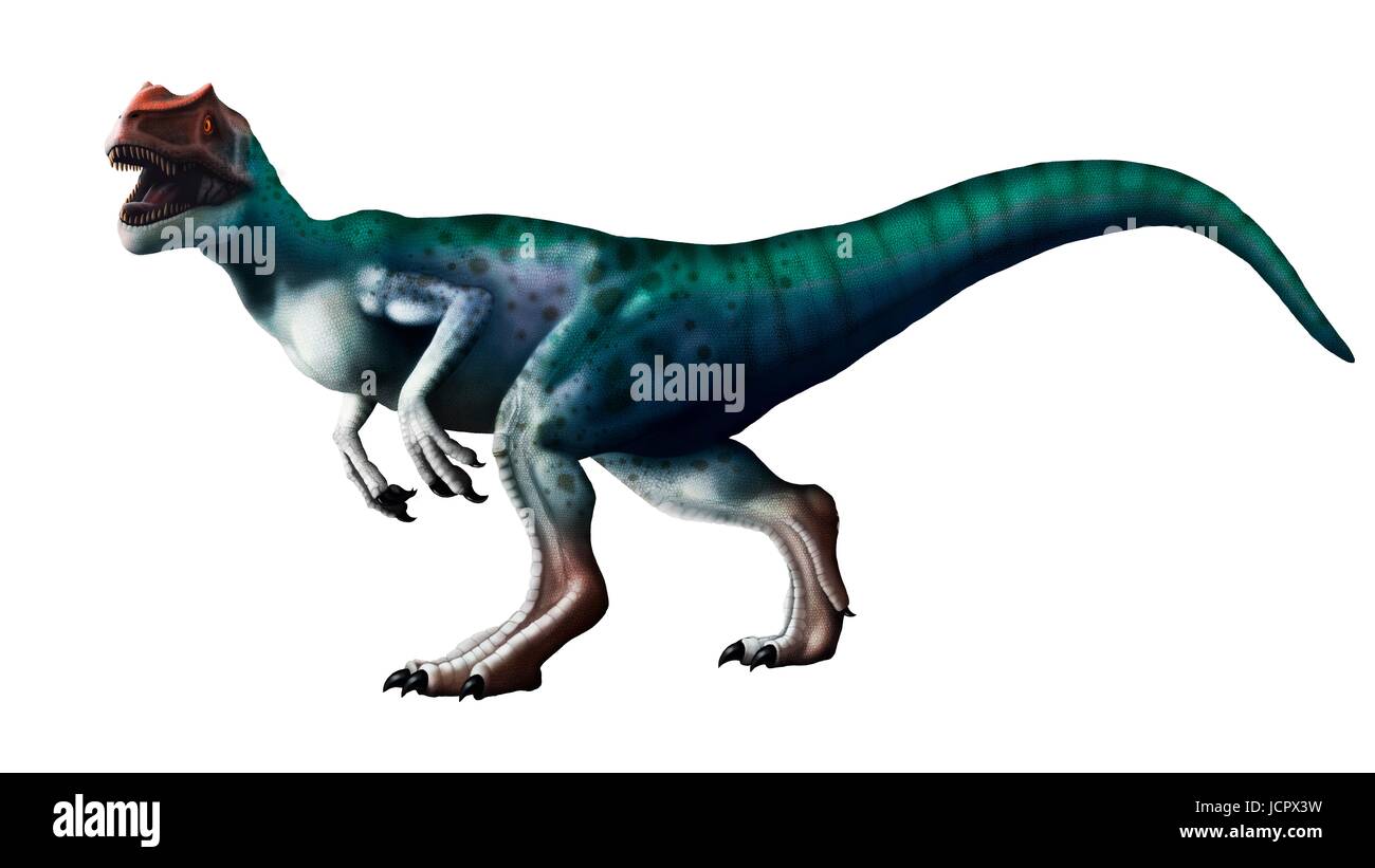 Allosaurus dinosaur, artwork. Allosaurs were large carnivorous theropods that lived during the late Jurassic period (150 to 155 million years ago) in what is now North America. They were bipedal (two-legged) predators that averaged a height of 8.5 metres. They were the apex predators of their time and have been referred to as the Lion of the Jurassic. Stock Photo